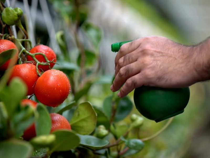 Pravilna primena uključuje tretiranje ujutro ili popodne, izbegavanje loših vremenskih uslova, i ravnomerno nanošenje.