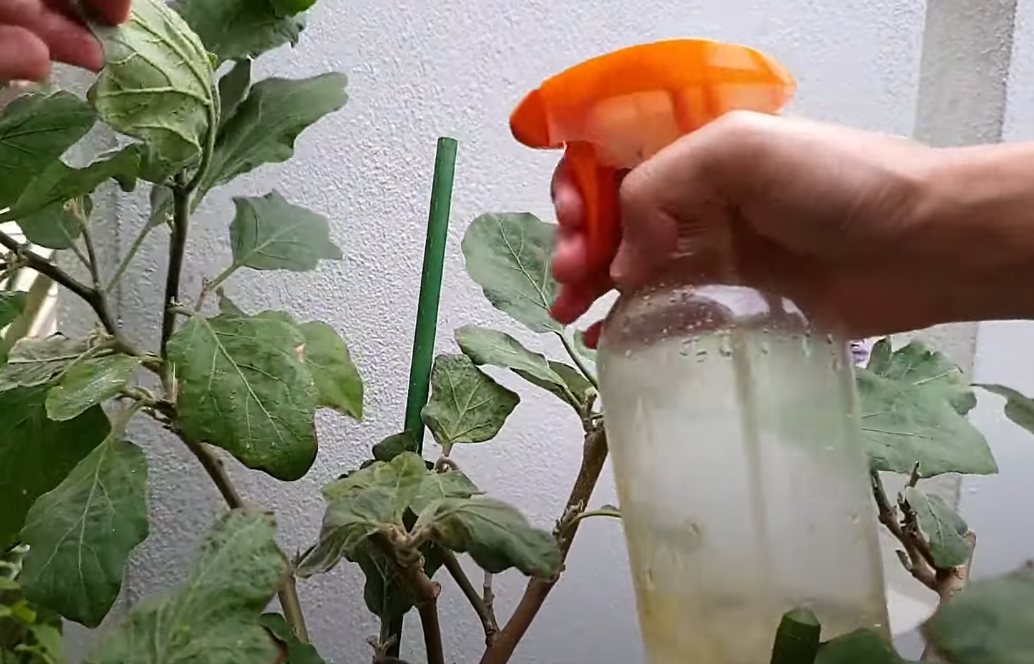 Prirodni preparati štite bilje, očuvavaju biodiverzitet, smanjuju zagađenje i nisu štetni za ljude i životinje.