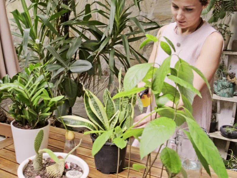 Biljke koje podnose direktno sunce – idealno za terase okrenute ka jugu