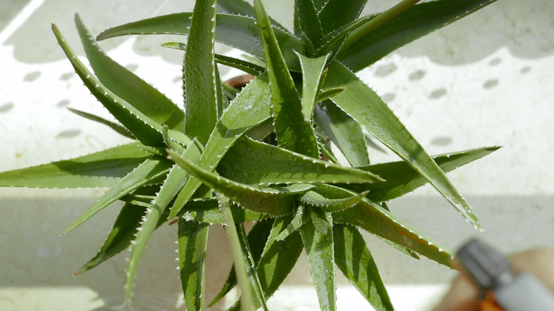 Aloe vera uklanja formaldehid i benzen, oslobađa kiseonik noću, te leči prostor i telo.