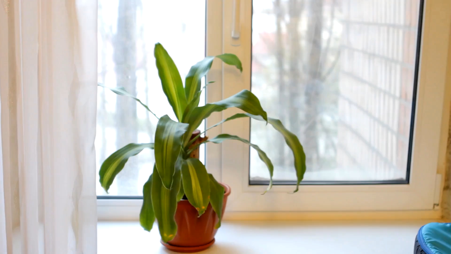 Dracena filtrira ugljen-monoksid, benzen i formaldehid, pružajući eleganciju i čistiji vazduh.