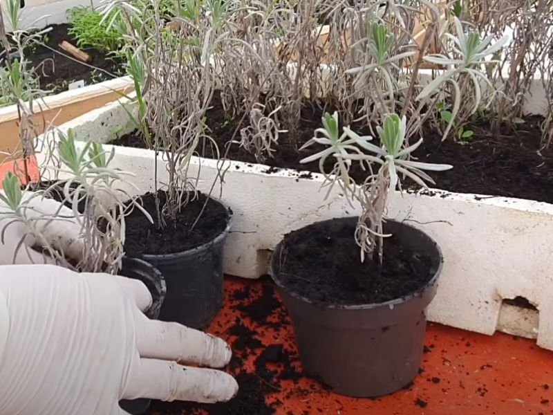 Čovek sa belim rukavicama presađuje ukorenjene reznice lavande