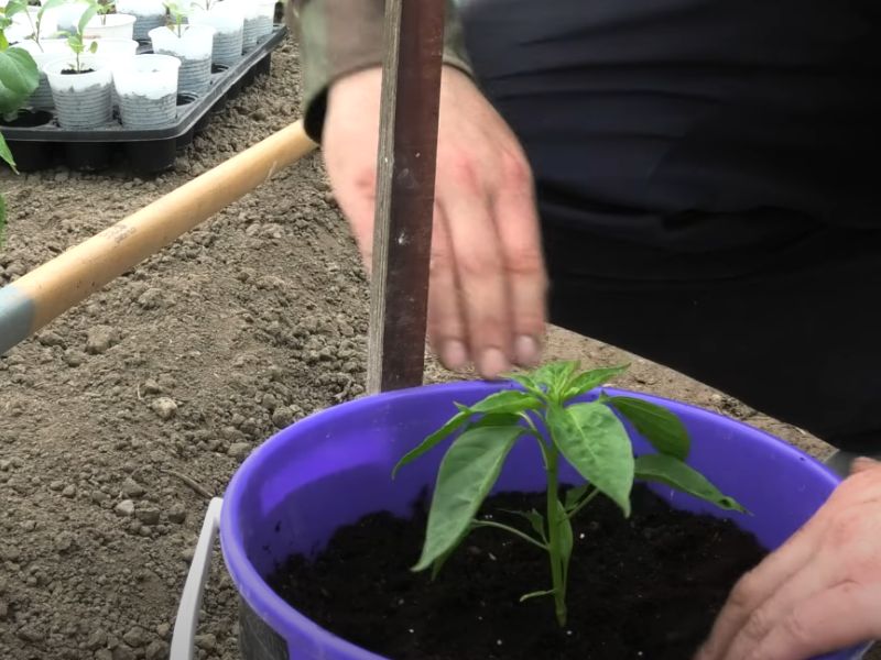 Sadnja paprike