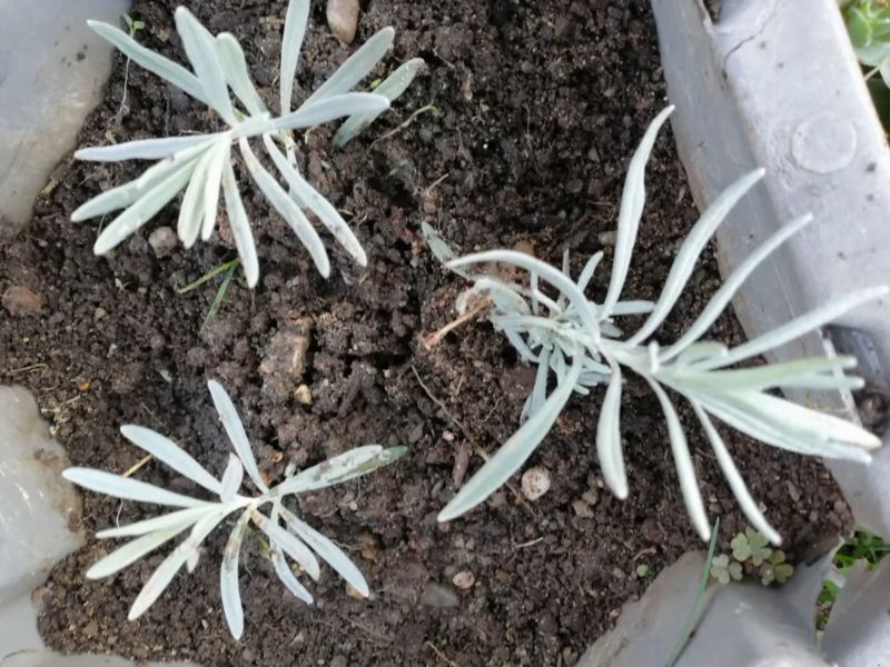 Tri male sadnice lavande sa srebrnkasto zelenim listovima u saksiji ispunjenoj tamnom zemljom, spremne za rast i ukorenjivanje.